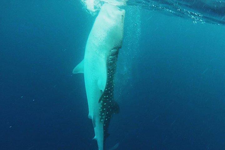 Cancun Whale Shark Encounter from Cancun