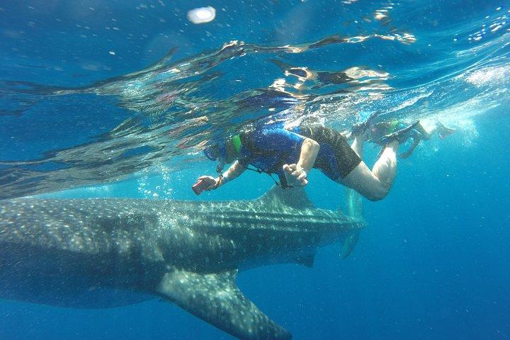 Cancun Whale Shark Encounter from Cancun