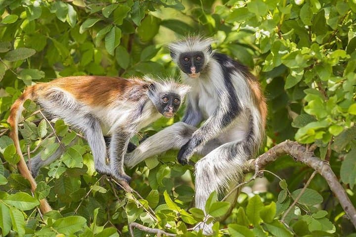 Zanzibar day Trip: Jozani, Salam Cave and the Rock restaurant
