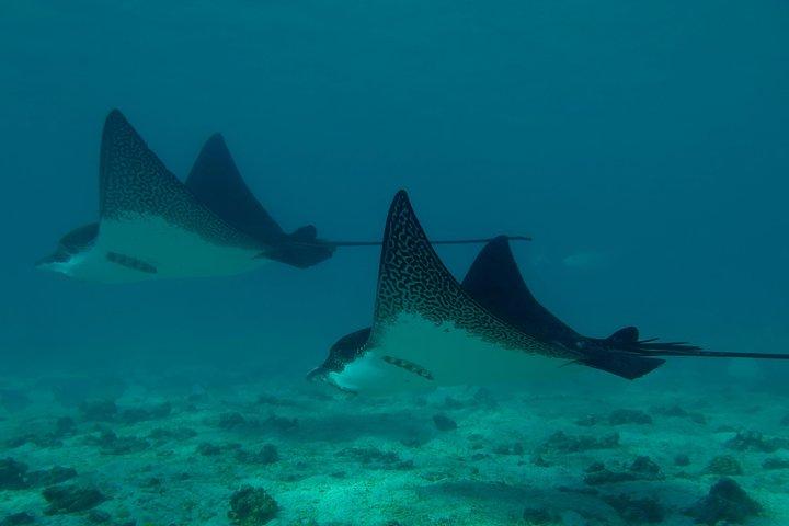 Day tour to Pinzón Island and La Fé/Palmitas Bay with snorkeling and fishing