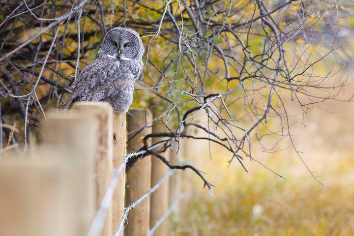 Half-Day Wildlife Safari Tour in Grand Teton National Park