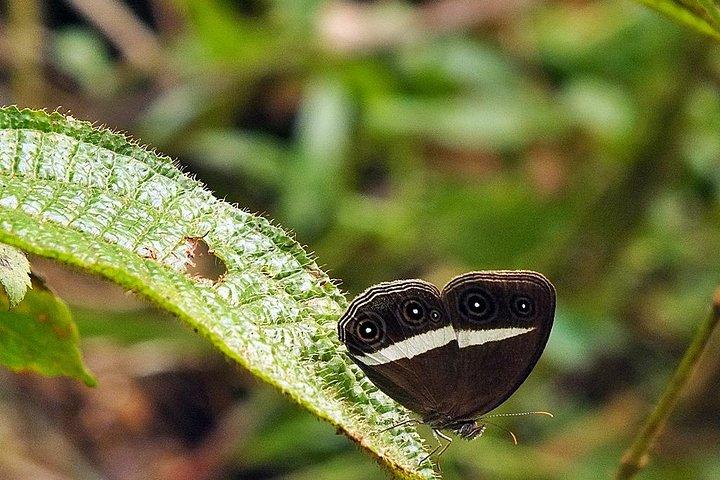 Sinharaja Rain Forest Guided Day Tour From Colombo and Negombo