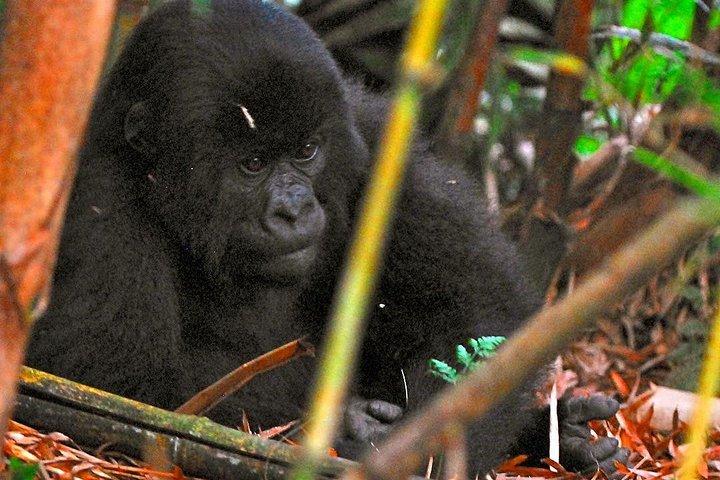 From Kigali: 10 Hour Day-trip Rwanda Gorilla Trekking with Lunch