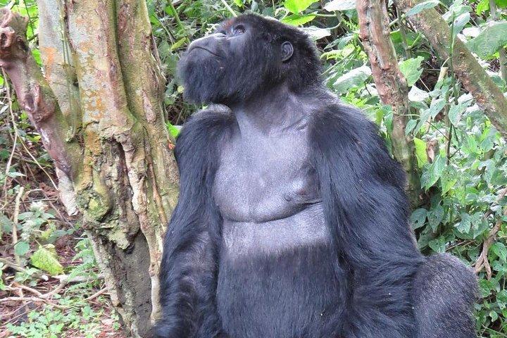 From Kigali: 10 Hour Day-trip Rwanda Gorilla Trekking with Lunch