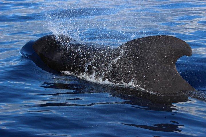Costa Adeje : Cetacean sighting in Tenerife South