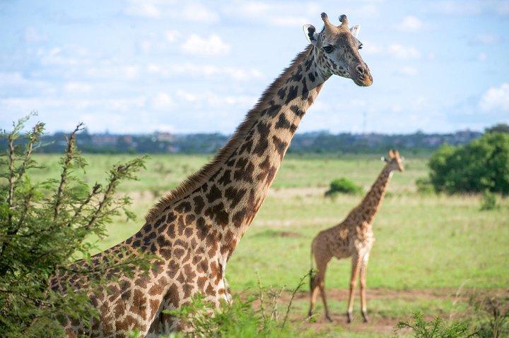 Nairobi National Park Half Day Tour