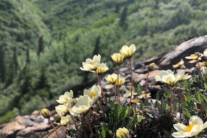 Denali Naturalist Walking Tour