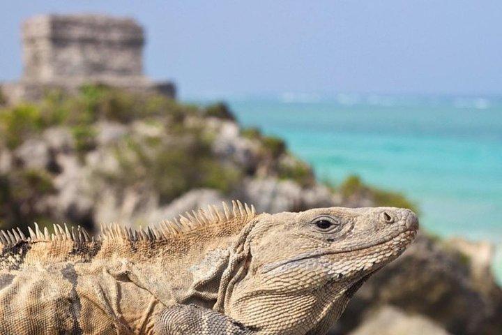 Coba, Tulum & Cenote swim