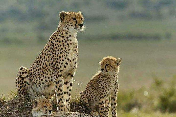 3 Days Masai Mara Budget Camping Safari Experience
