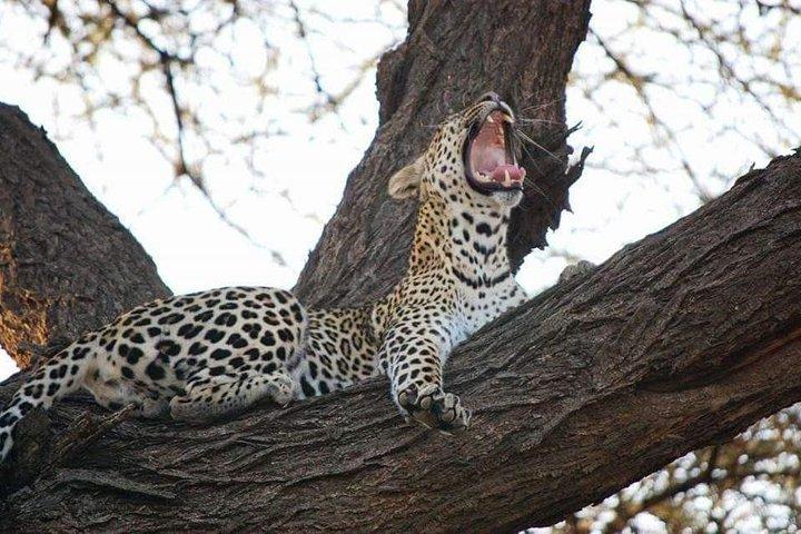 3 Days Masai Mara Budget Camping Safari Experience