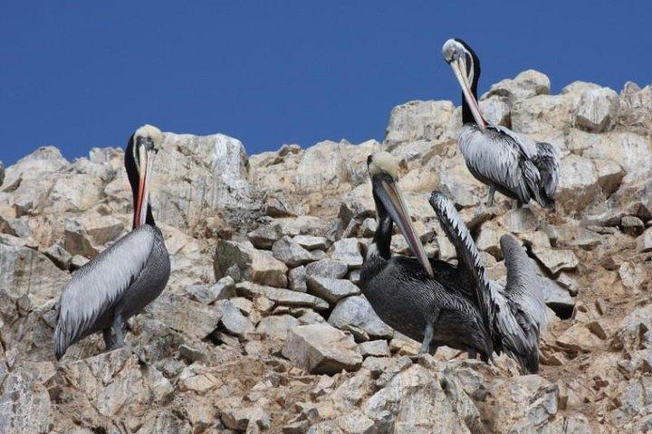 Ballestas Islands Sightseeing Boat Ride from Paracas