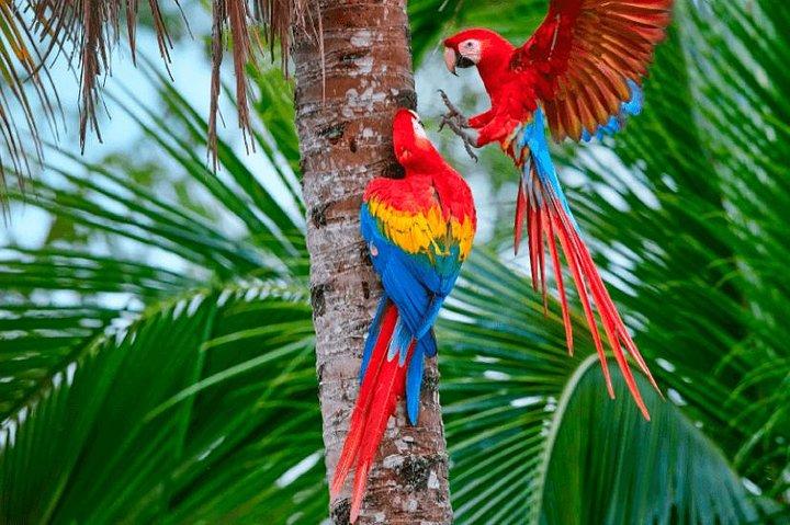 4 Day Manu Jungle Tour: Amazon Wildlife Experience from Cusco