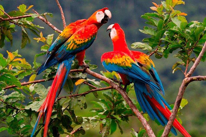 4 Day Manu Jungle Tour: Amazon Wildlife Experience from Cusco