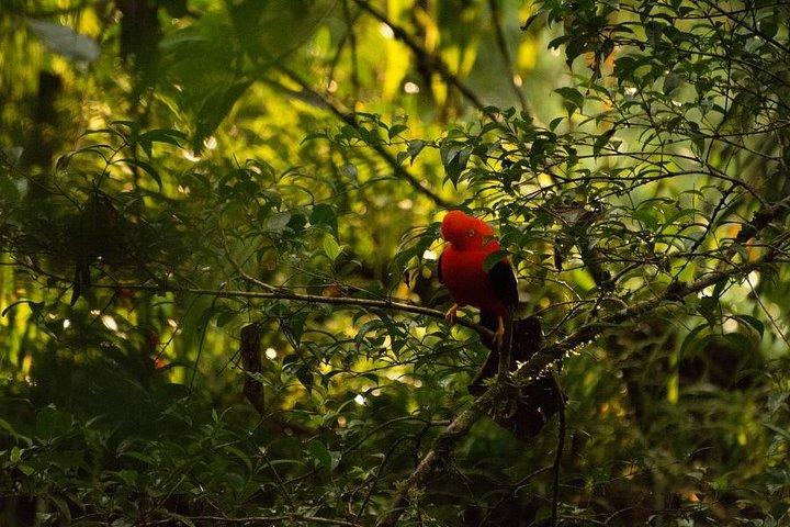 4 Day Manu Jungle Tour: Amazon Wildlife Experience from Cusco