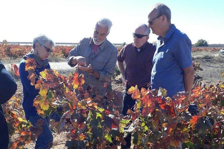 Private Wine Tour with Wine Tasting and Full Lunch (day trip)