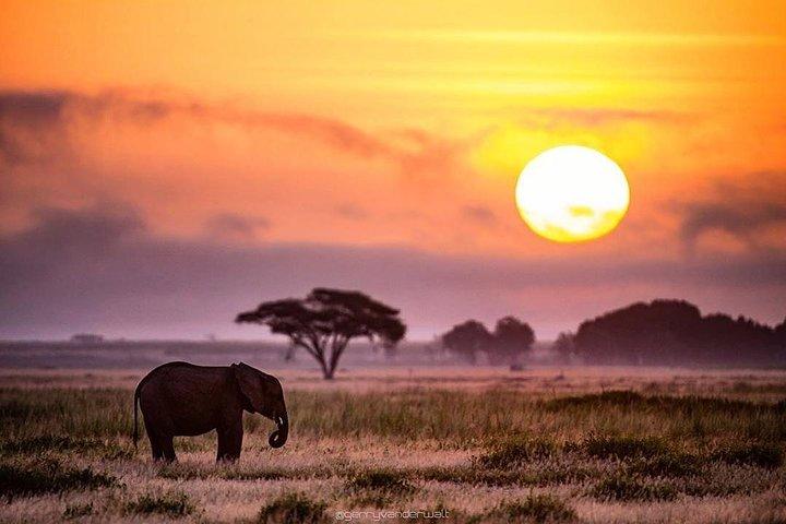 7 days lodge safaris