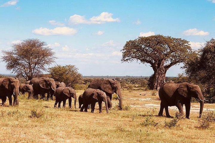 7 days migration safaris -lodge