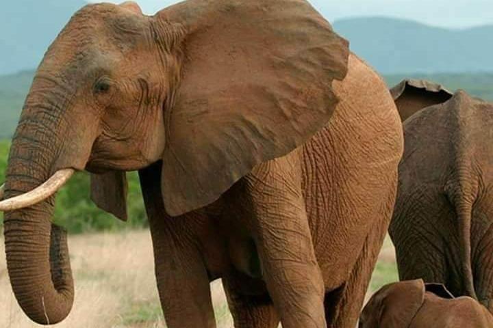Budget Camping Tanzania Safari