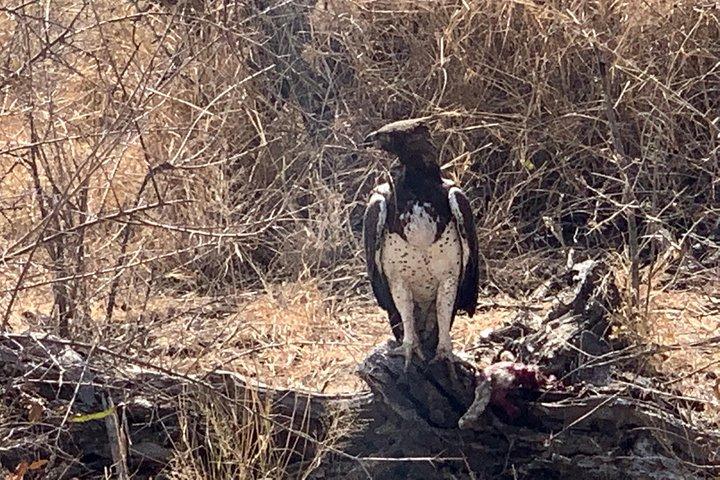 Kruger National Park Full Day Big 5 Safari Tour From Hazyview