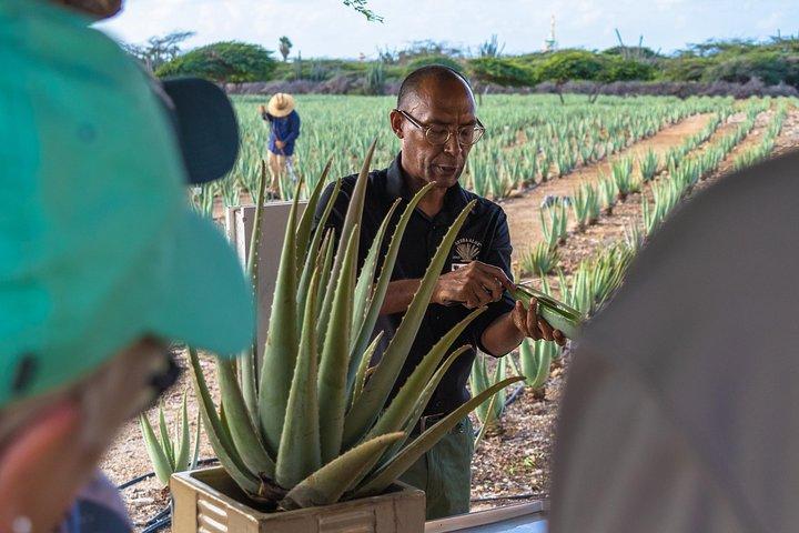 Aruba Island Sightseeing Tour Plus Arashi Beach Visit