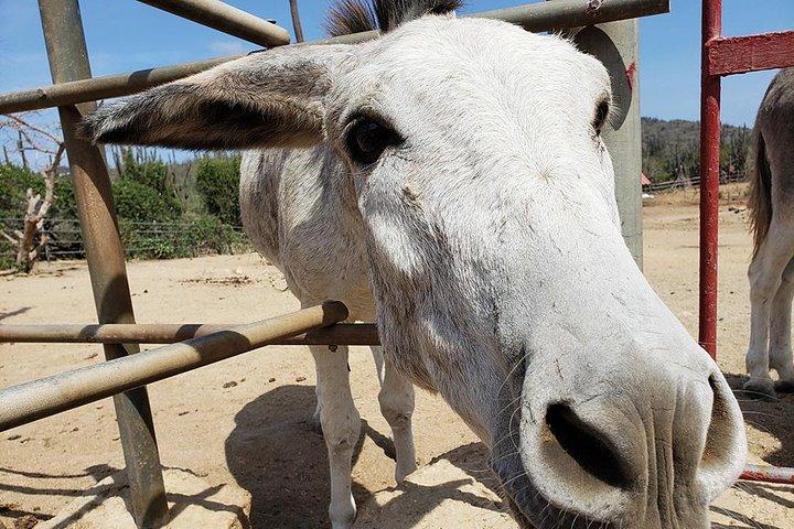 Half-Day Aruba Animal Sanctuary Guided Tour