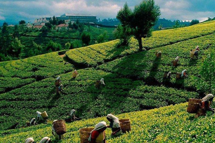All Inclusive 4-Day Tour to Kandy,Nuwara Eliya,Sigiri Dambulla&Polonnaruwa
