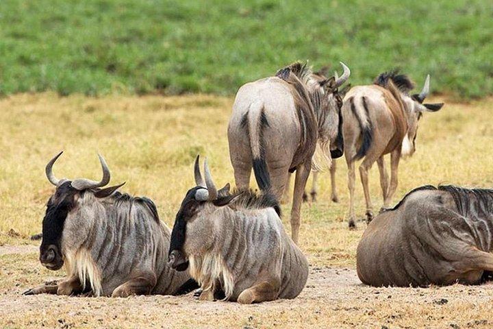 4 Days Masai Mara & Lake Naivasha From Nairobi