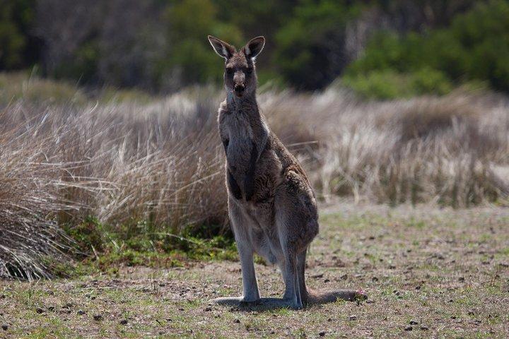 Great Ocean Road and Wildlife Tour for Backpackers aged 18-35
