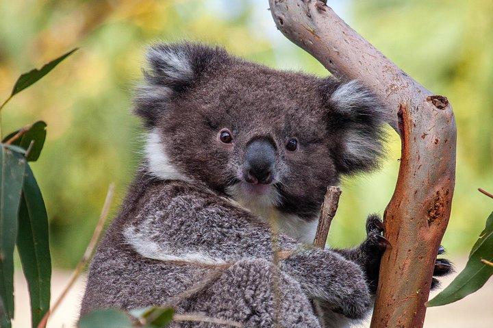 Great Ocean Road and Wildlife Tour for Backpackers aged 18-35