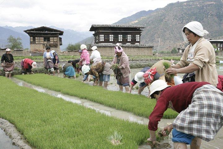 Bhutan Walking Holidays - Beyond the Clouds