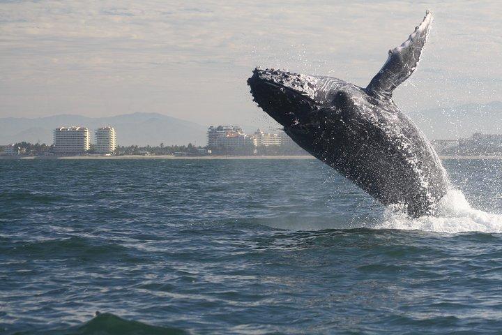 Small-Group Half-Day Whale-Watching Tour in Puerto Vallarta