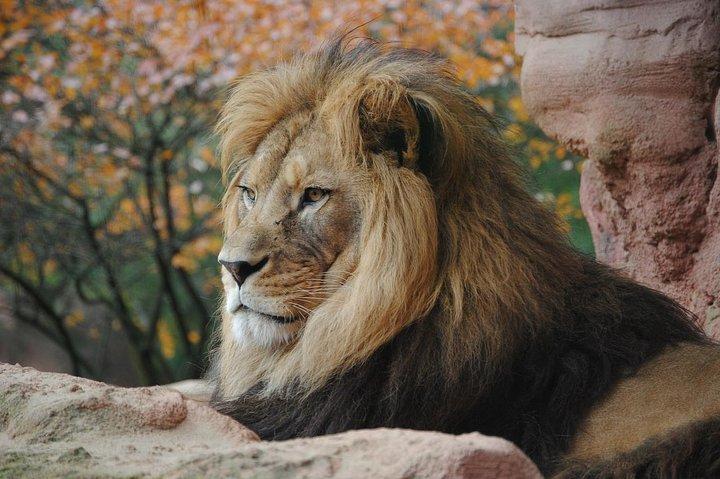 Nairobi National Park Game drive 6.a.m to 12 noon