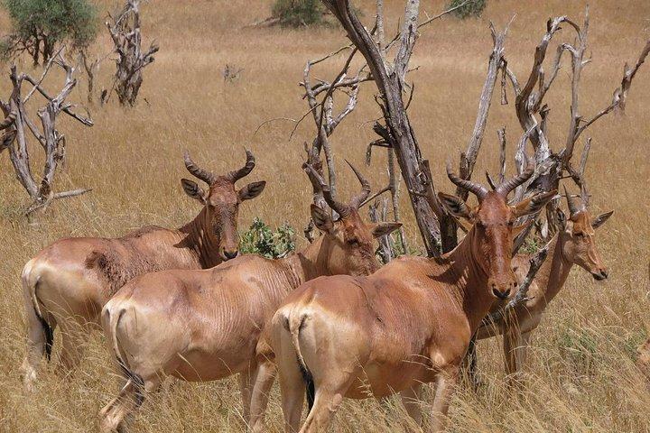 NAIROBI NATIONAL PARK 1.pm to 6.p.m GAME DRIVE