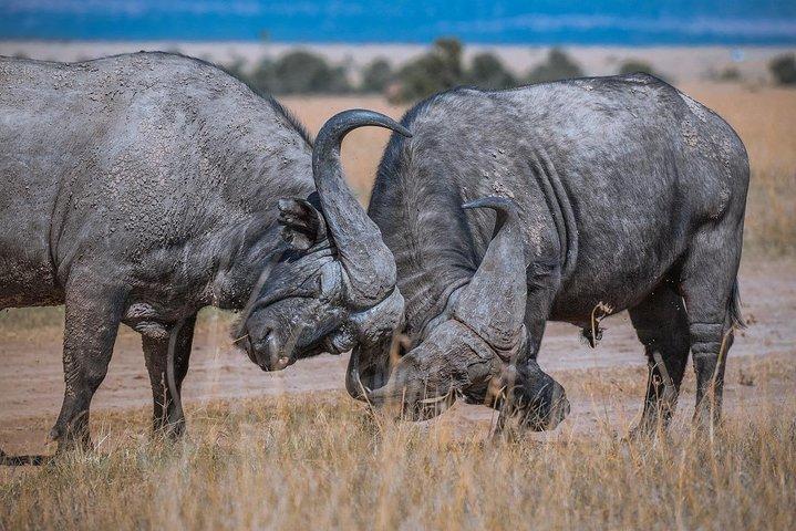 Private Tour Nairobi national park/Elephant & Giraffe centre