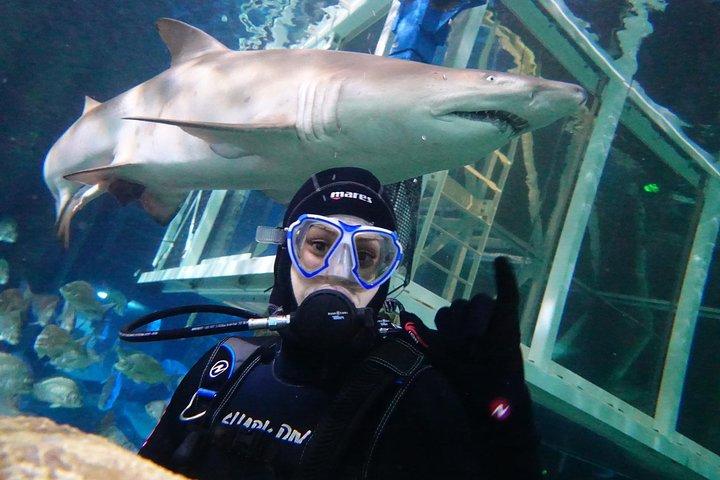 Shark Dive Xtreme at SEA LIFE Sydney Aquarium