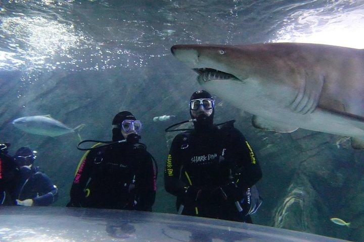 Shark Dive Xtreme at SEA LIFE Sydney Aquarium