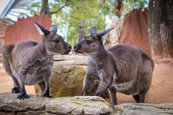 Sydney Attractions Pass: SEA LIFE Aquarium, Sydney Tower Eye, WILD LIFE Zoo and Madame Tussauds