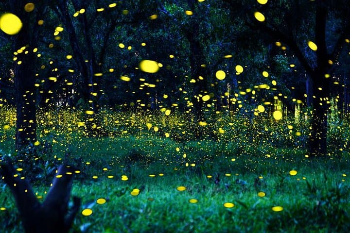 Kuala Lumpur to Kuala Selangor Fireflies Tour with Seafood Dinner