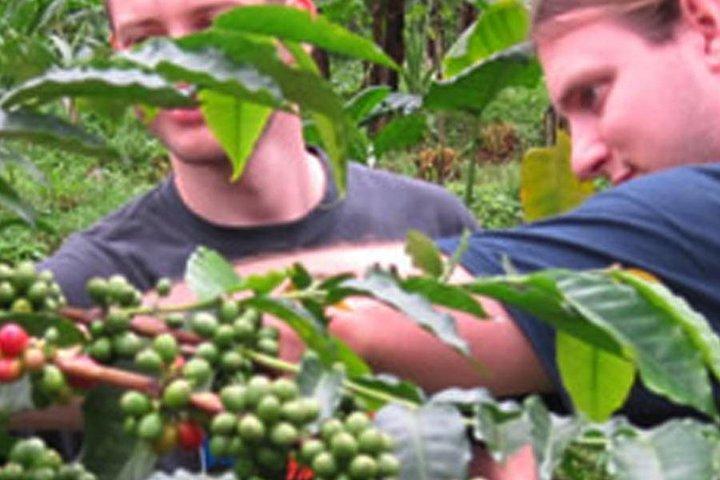 Materuni waterfall and Coffee tour