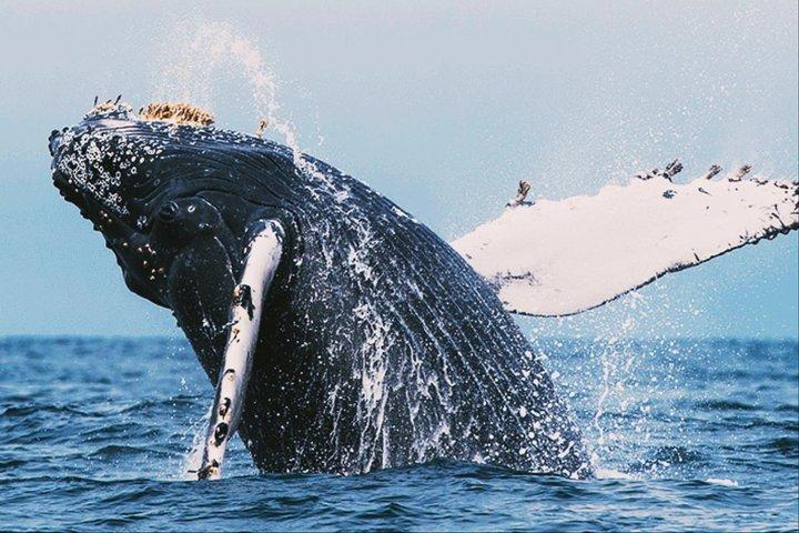 All in one Sri lanka 7nights 8 days for couple price