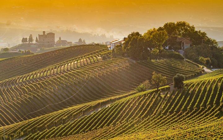 Private Tour: Barolo Wine Tasting in Langhe area from Torino