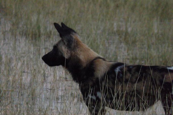11 Days Safari Tour In Botswana