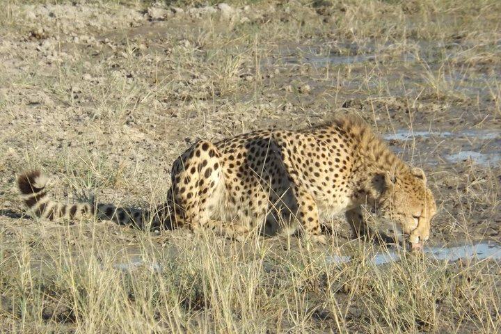 11 Days Safari Tour In Botswana