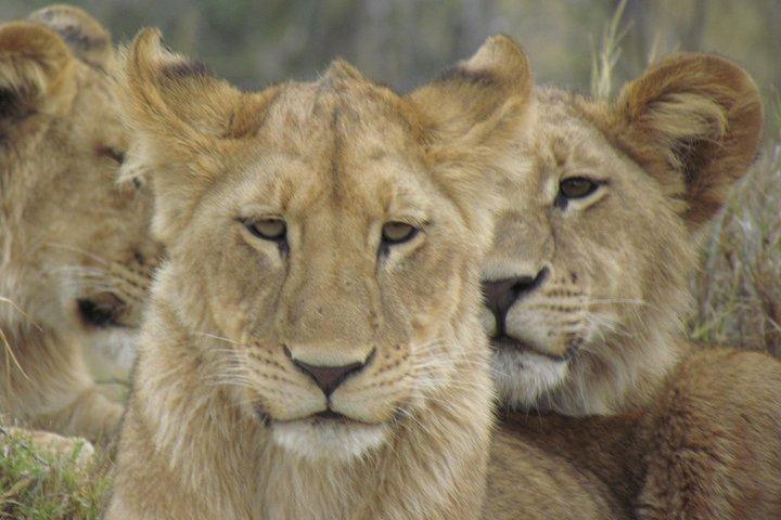 11 Days Safari Tour In Botswana