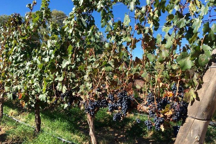 Exclusive day-long private tour of Cafayate vineyards