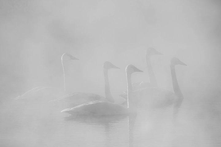 Half Day Grand Teton Wildlife Safari Tour