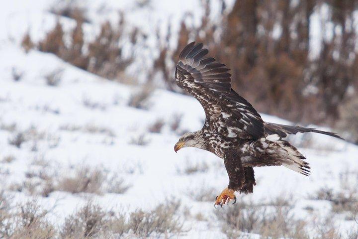 Half Day Grand Teton Wildlife Safari Tour