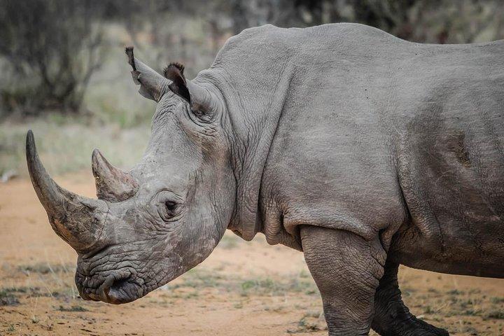 Nairobi national park & Giraffe Centre