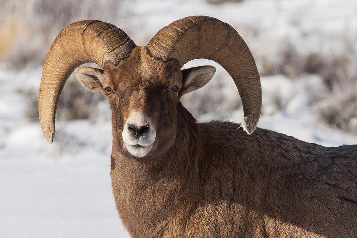 Best of Jackson Hole Wildlife Private Safari Tour