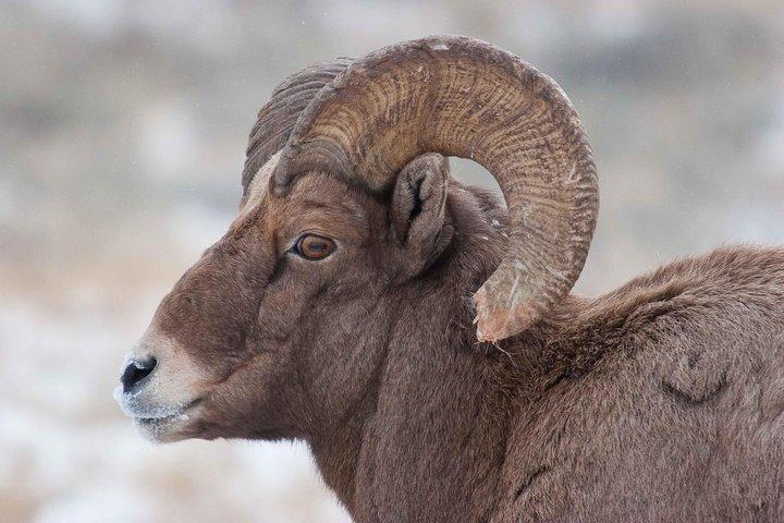 Best of Jackson Hole Wildlife Private Safari Tour